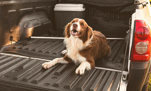 Dog laying on truck bed