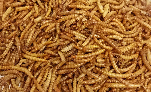 BAR Ale Dried Mealworms