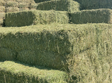 Tony's Hay and Grain Hay Alf #2