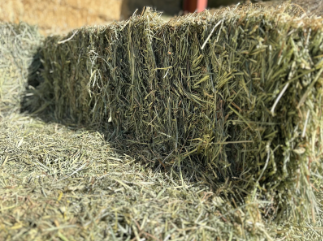 Tony's Hay and Grain Orchard/Alfalfa