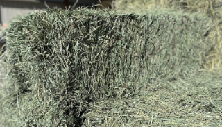 Tony's Hay and Grain Orchard Grass